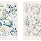 Links: "Alophota Giitschiana", zahlreiche bunte, organische Formen. Rechts: "Cymbonectes Huxleyi", detaillierte anatomische Skizzen.