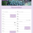 "November", Kalender mit lila Rand. Tipps zum Frostschutz von Blattgemüse, Erntezeit für Kohlsorten, Nährstoffe von Rosenkohl.