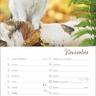 Novemberkalender mit Feiertagen und Mondphasen. Katze sitzt auf Birkenstamm, im Hintergrund Herbstblätter und Farn.