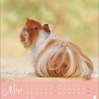 Kalender für den November. Ein Meerschweinchen mit langem, rot-weißem Fell auf unscharfem, warmem Hintergrund.