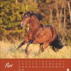 Novemberkalender mit Pferdebild: Braunes Pferd galoppiert dynamisch auf Wiese vor herbstlichem Wald.