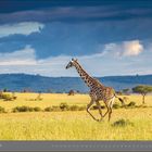 „11 | NOVEMBER“ unten, weite Savanne, Giraffe im Profil, blauer Himmel, vereinzelte Bäume.