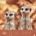 Text "Nov" und Kalendertage. Zwei Erdmännchen vor einem unscharfen Hintergrund. Unten rechts ein rundes Logo.