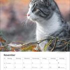 "November" Kalender mit Wochen- und Feiertagsnamen. Grau-weiße Katze im Profil vor unscharfem, herbstlichen Hintergrund.