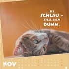 "Sei schlau – stell dich dumm." und "Nov". Eine Katze liegt entspannt auf der Seite mit einem warmen Hintergrund.