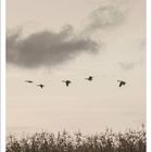 "November" steht oben. Ein Kalender darunter. Am Himmel fliegt eine Formation von sechs Vögeln über Schilfgras.