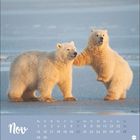 Nov, Kalender; Zwei junge Eisbären spielen auf eisbedecktem Boden.