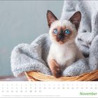 Novemberkalender mit Feiertagen, darunter ein Kätzchen mit blauen Augen und braunen Ohren in einem Weidenkorb auf grauer Decke.