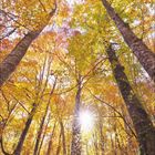Novemberkalender mit buntem Herbstwald, Sonnenstrahlen im Blätterdach, gelbe und orange Blätter, aufwärts gerichteter Blick.