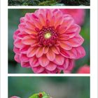 Kalenderblatt: November 2021. Oben: Person im Kimono und rotem Schirm im Herbstwald. Mitte: Pinke Blume. Unten: Frosch auf roter Blüte.