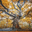 Text: "11"; darunter die Zahlen 1 bis 30 für die Tage des Monats. Eine beeindruckende Baumkrone in leuchtendem Orange.