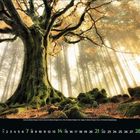 11, November 2023. Kalender. Ein majestätischer, moosbedeckter Baum im Wald mit goldenem Licht, das durch die Bäume fällt.