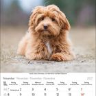 Kalendertext: November 2027. Bild eines flauschigen, hellbraunen Hundes, der auf dem Bauch liegt und aufmerksam schaut.