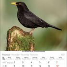 November 2027 Kalender. Oben eine Amsel auf moosbedecktem Baumstumpf.