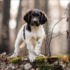 Ein junger Hund mit braunen und weißen Flecken steht auf moosbedecktem Waldboden, umgeben von kahlen Ästen.
