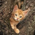 Ein rotbraunes Kätzchen schaut neugierig aus einem Baumstamm hervor, umgeben von rauer, dunkler Rinde.
