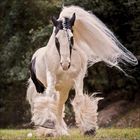 Kein Text vorhanden. Ein elegantes Pferd mit langen, fließenden Mähnen galoppiert auf einer Wiese.