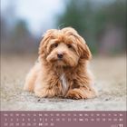 Kalender für November 2027, darunter ein flauschiger, goldbrauner Hund, liegt auf dem Boden.