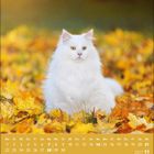 Kalender unten mit November 2027. Eine weiße Katze sitzt auf buntem Herbstlaub.