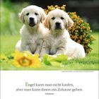 "Engel kann man nicht kaufen, aber man kann ihnen ein Zuhause geben. Unbekannt." Zwei Welpen im Gras mit Blumen.