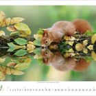 11 unten links, ein Eichhörnchen trinkt aus einem Teich, umgeben von Herbstblättern, mit einer Spiegelung im Wasser.