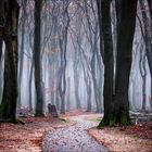 Ein schmaler Weg führt durch einen nebligen Wald, umgeben von hohen, düsteren Bäumen mit spärlichem Herbstlaub.