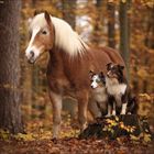Ein braunes Pferd steht im Wald, daneben zwei Hunde auf einem Baumstumpf. Herbstlaub umgibt die Szene.