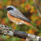 Ein farbenfroher Vogel mit grauem Kopf und oranger Brust sitzt auf einem Ast, der im Vordergrund Moos zeigt.