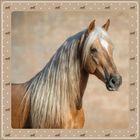 Das Bild zeigt ein Pferd mit langer, fließender Mähne vor einem beigen Hintergrund, umrandet von kleinen Pferdesymbolen.