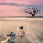 Kalenderblatt für November 2027; am Strand, rosafarbener Himmel, Muscheln im Vordergrund, trockener Baum im Meer.