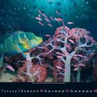 Kalenderfoto: November 2023. Ein großer Fisch schwimmt durch pinke Korallen, umgeben von vielen kleineren Fischen.