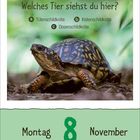 "Welches Tier siehst du hier? a) Tütenschildkröte b) Kistenschildkröte c) Dosenschildkröte Montag 8 November". Eine Schildkröte auf Erde.