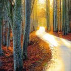 11 | Kalenderseite mit einem Waldweg im Herbst, goldener Sonnenstrahl beleuchtet die Szenerie.