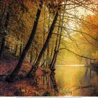 11, November. Ein herbstlicher Wald mit schiefen Bäumen am See. Blätter in gelb-orangen Tönen spiegeln sich im Wasser.