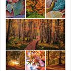 "11" und Kalendertage. Mehrere Herbstbilder: bunte Blätter, verschlungene Äste, Waldweg, Sonnenlicht durch Bäume.