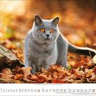 Kalenderseite mit November-Daten. Graue Katze mit orangefarbenen Augen steht auf Herbstlaub. Baumstamm im Hintergrund.