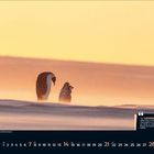 Zitat über Kaiserpinguineltern. Zwei Pinguine in einer winterlichen Landschaft bei warmem Licht. Unten ein Monatskalender.