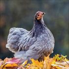 MÄRZ 2027. Zwei flauschige gelbe Küken sitzen nebeneinander auf einem rostigen Metallbogen; Kalender darunter.

