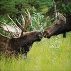 Ein sitzender und ein stehender Elch berühren sich sanft mit den Nasen im hohen Gras vor einem Waldhintergrund.