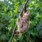 Ein Faultier klettert an einem dünnen Ast in einem üppigen, grünen Dschungel.