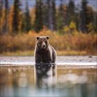Ein Braunbär steht im Wasser, umgeben von herbstlichen Bäumen. Die Spiegelung des Bären ist im Wasser sichtbar.  