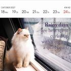 "Rainy days are best spent curled up with a cat and a quiet heart." Eine flauschige Katze sitzt am regnerischen Fenster.