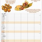 Kalenderblatt für November 2027 mit Feiertagen und Illustrationen von Nüssen. Oberer Text beschreibt Anbau von Nüssen.