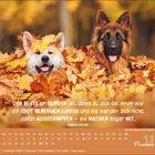 Zitat von Samuel Butler über Hunde. Zwei Hunde im Herbstlaub, Kalender für November.