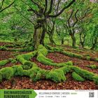 Rheinhardshäuser Rundwanderweg, 12 km, 4 Stunden, Hessen. Moosbedeckte Baumwurzel in grünem Wald.