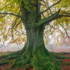 Kalenderseite für November mit einer großen Buche. Der Baum hat farbenfrohe Herbstblätter und grüne Wurzeln.