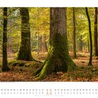Kalender für den Monat November, illustriert mit einem herbstlichen Wald mit großen, moosbewachsenen Baumstämmen.