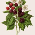 "Wilde Brombeere, Rubus fruticosus. Kalender mit Brombeeren und weißen Blüten, grüne Blätter und roten Zahlen für Sonntage."