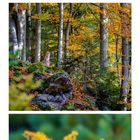 Kalenderblatt für November, drei herbstliche Landschaftsfotos, darunter gelbe Buchenblätter, Waldszene mit Luchs, gelbe Äste.