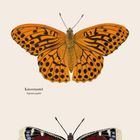 November, Landkärtchen, Kaisermantel, Trauermantel. Kalenderblatt mit Illustrationen von Schmetterlingen und Datum.